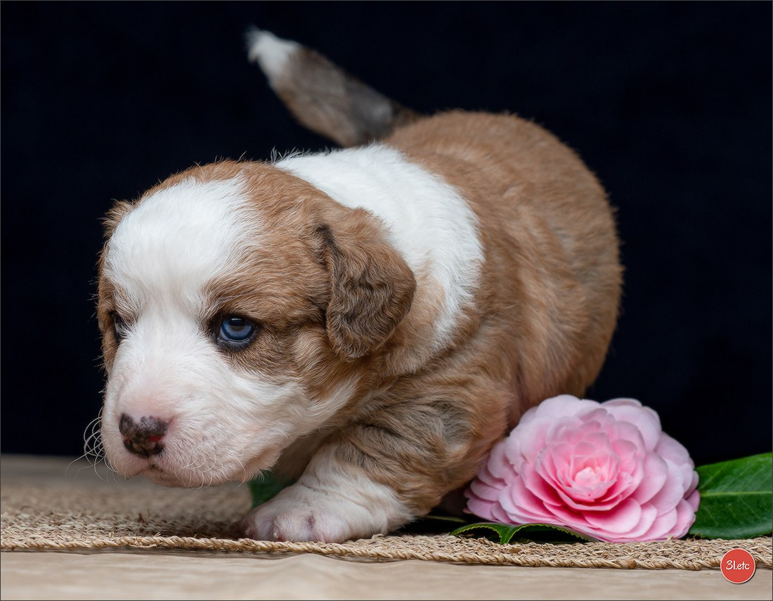 Photographie animalière. Photographe à Strasbourg | Portraits, Studio, Enfants, Événements