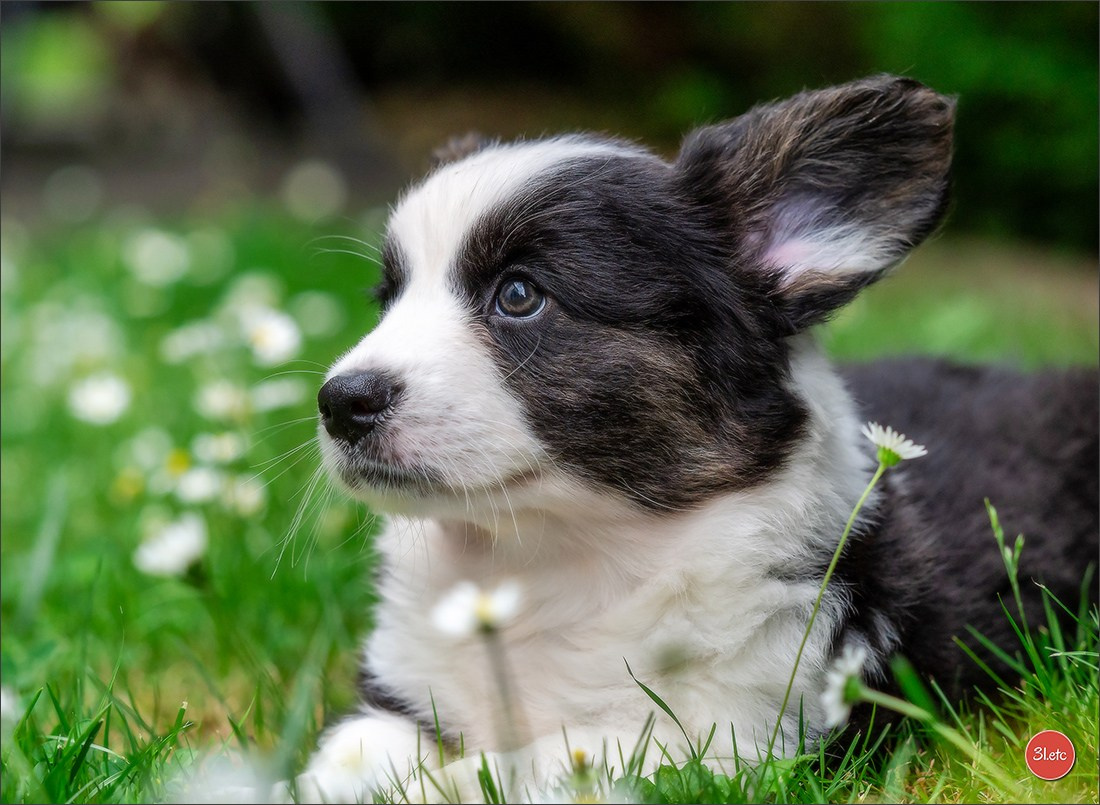 Puppies 03/06/2025. Photographe à Strasbourg | Portraits, Studio, Enfants, Événements