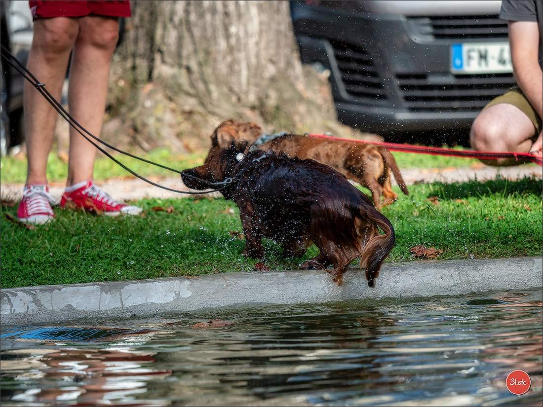 Teckels Parade Strasbourgeoise  Vous pouvez voir le galerie de photos. Photographe à Strasbourg | Portraits, Studio, Enfants, Événements