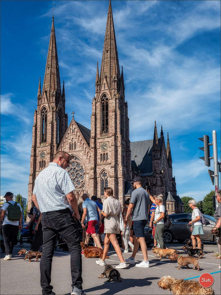 Teckels Parade Strasbourgeoise  Vous pouvez voir le galerie de photos. Photographe à Strasbourg | Portraits, Studio, Enfants, Événements