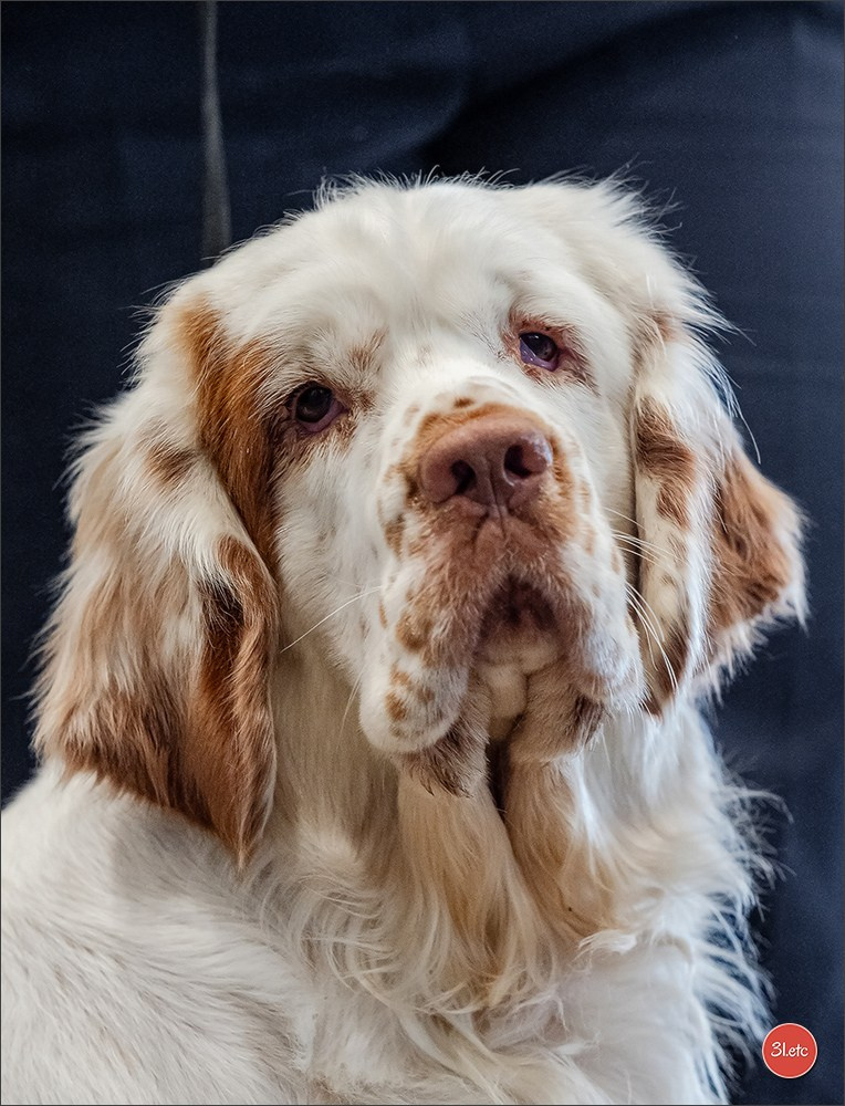 Photographie animalière. Photographe à Strasbourg | Portraits, Studio, Enfants, Événements