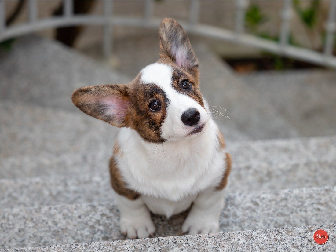 Photographie animalière. Photographe à Strasbourg | Portraits, Studio, Enfants, Événements