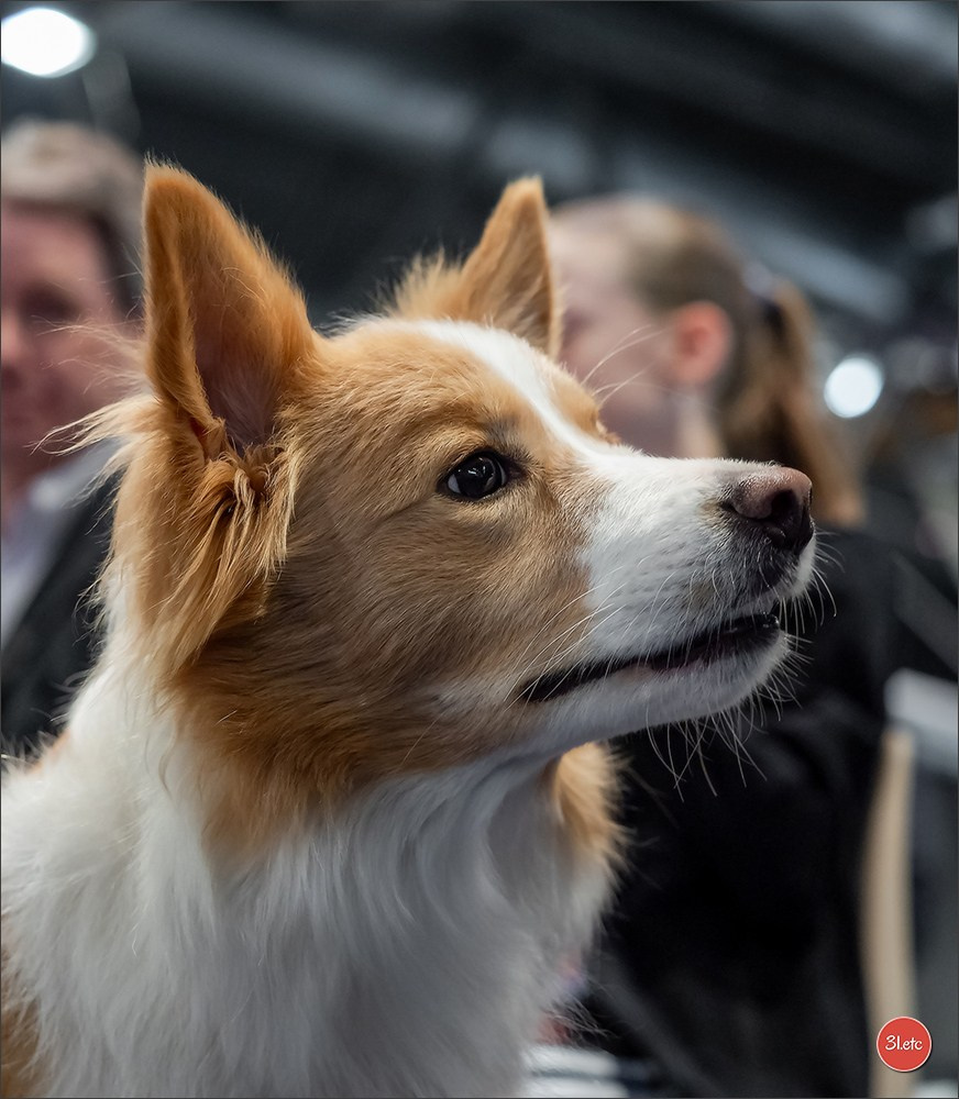 Photographie animalière. Photographe à Strasbourg | Portraits, Studio, Enfants, Événements