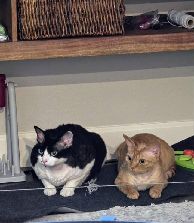 Dorito, boy, born on 06.06.24 SOLD. Devon Rex Pixie Cattery