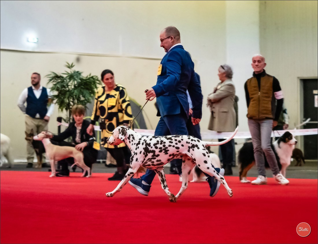 Exposition Canine à Rouen 7-8/12/2024. Photographe à Strasbourg | Portraits, Studio, Enfants, Événements