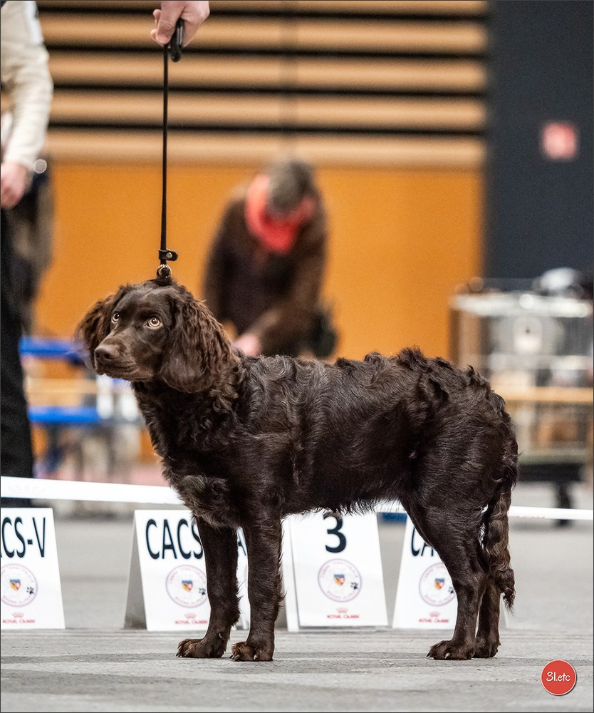 Expo canine 🇫🇷 Angers 22-23/03/2025. Photographe à Strasbourg | Portraits, Studio, Enfants, Événements