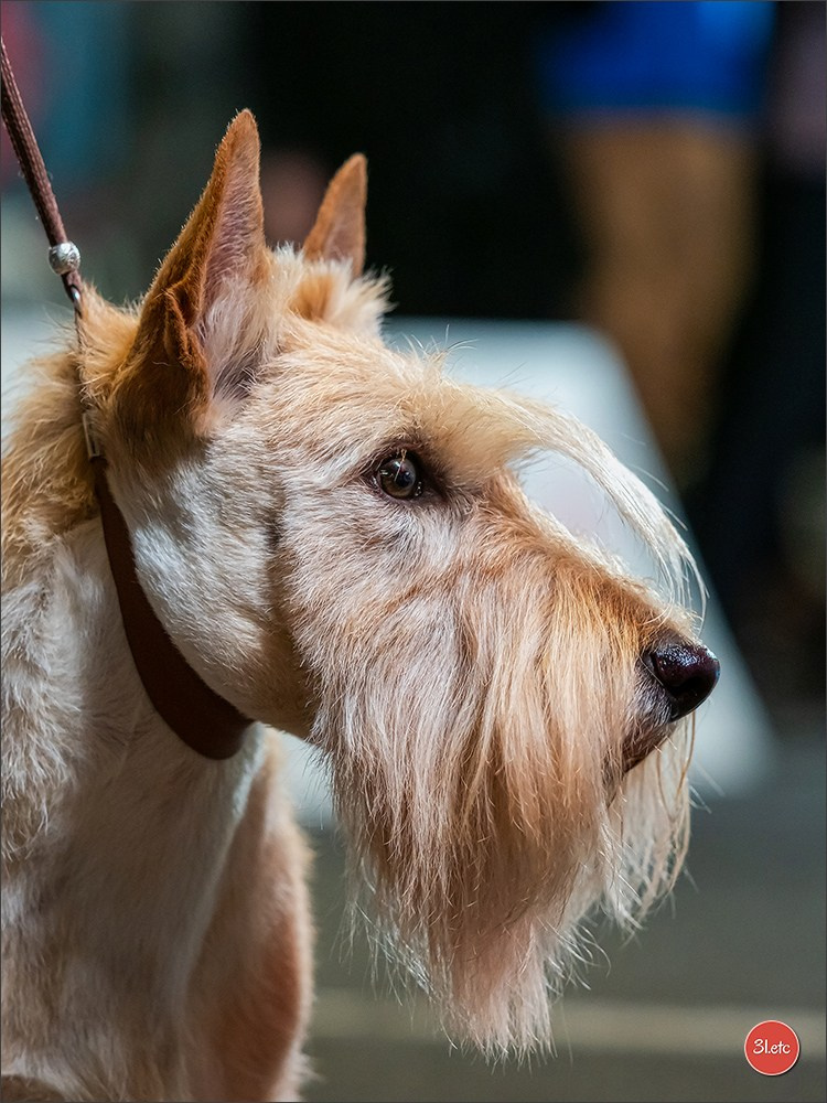Photographie animalière. Photographe à Strasbourg | Portraits, Studio, Enfants, Événements