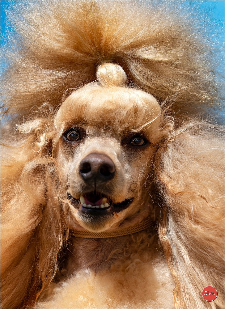 Photographie animalière. Photographe à Strasbourg | Portraits, Studio, Enfants, Événements