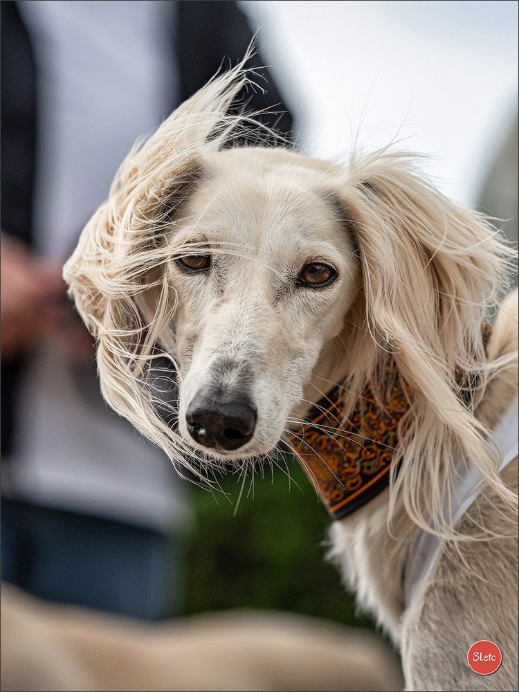 Der Windhund-Rennverein Kurpfalz e.V. (WRV-Kurpfalz) ist ein Windhundverein mit einer wunderschönen Anlage inklusive einer modernen Rasen-Re. Photographe à Strasbourg | Portraits, Studio, Enfants, Événements