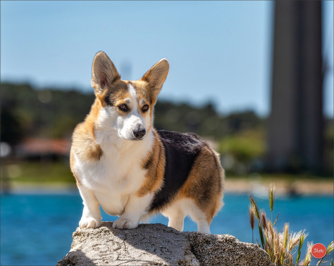 Expo canine 🇫🇷 Martigues  19-20/04/2025. Photographe à Strasbourg | Portraits, Studio, Enfants, Événements