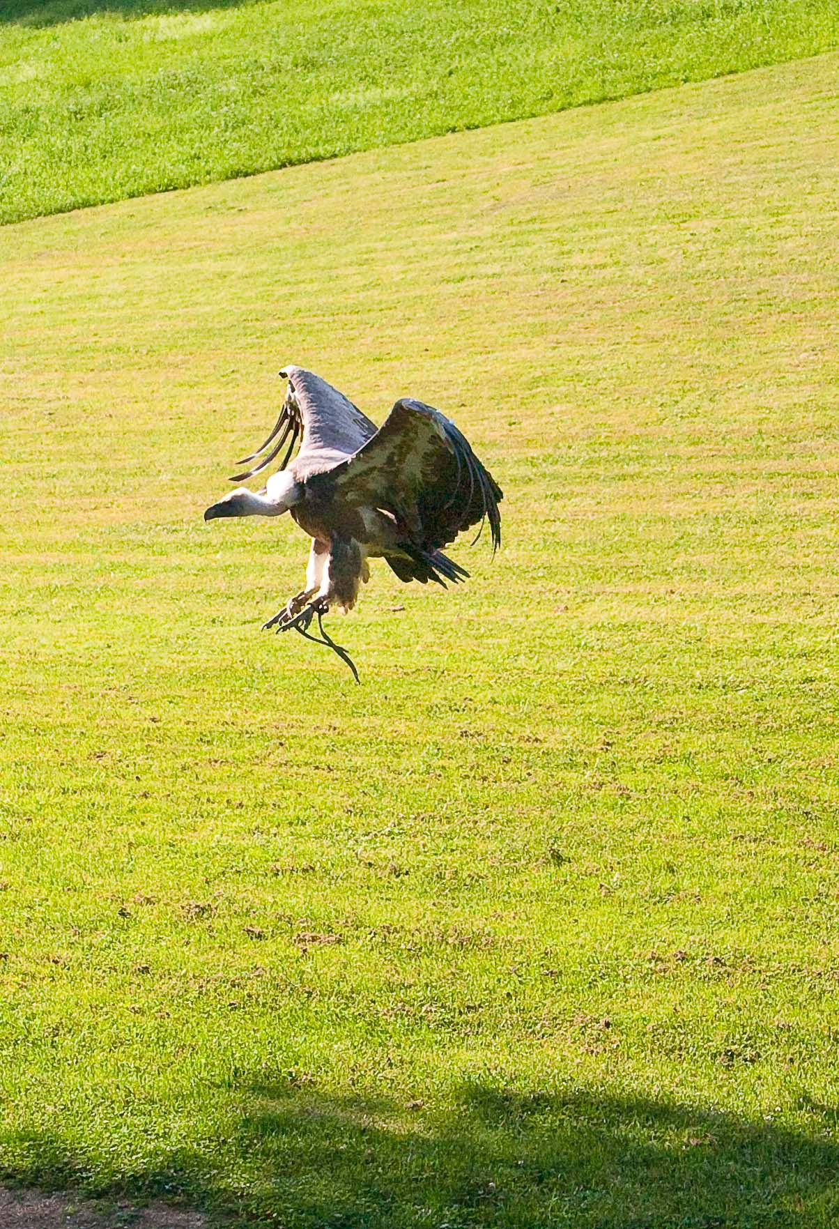 Wildpark Tambach. FOTO KREATIV