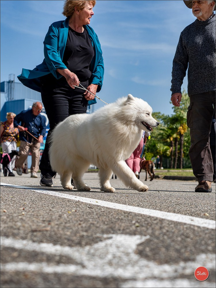 Expo canine 🇫🇷 Valence 03-04/05/2025. Photographe à Strasbourg | Portraits, Studio, Enfants, Événements