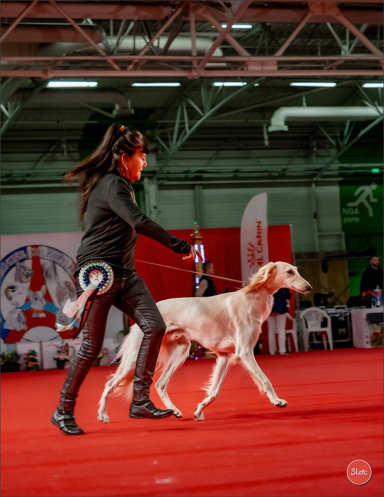 PDS  🇫🇷  Paris Dog Show  🇫🇷  Expo canine  10-11/01/2026. Photographe à Strasbourg | Portraits, Studio, Enfants, Événements