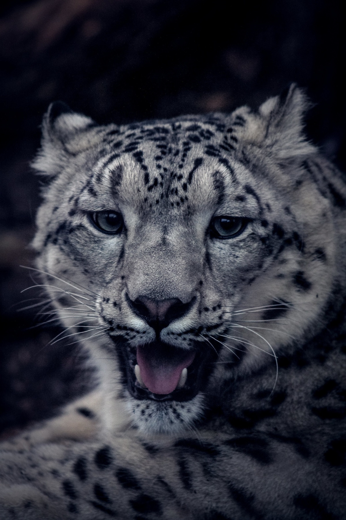 wildlife photography by mkn visual all around the world