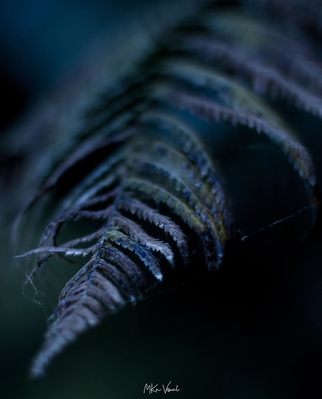 wildlife photography by mkn visual all around the world