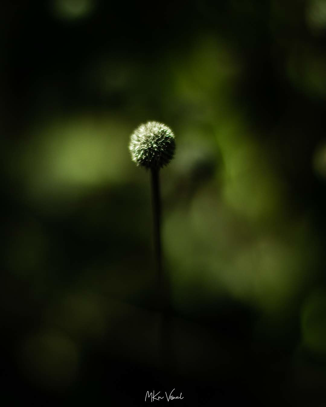 wildlife photography by mkn visual all around the world