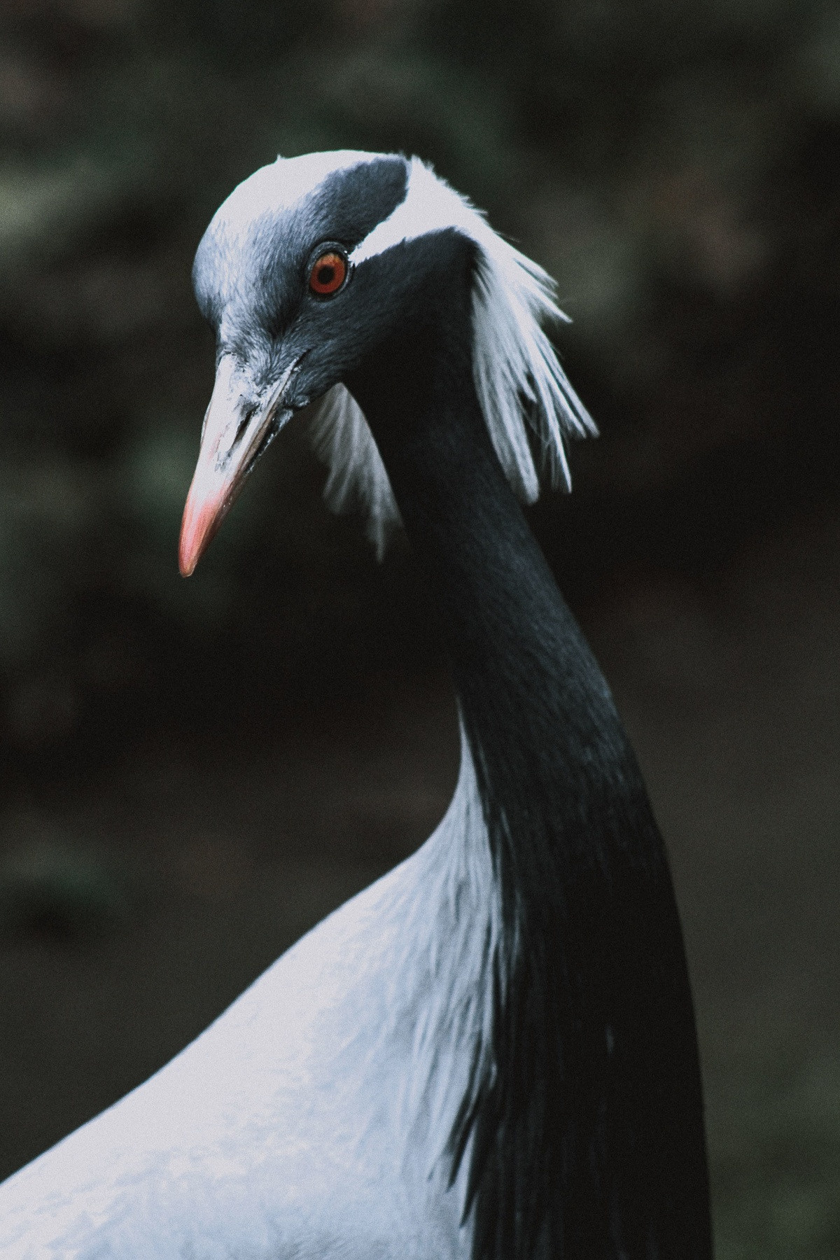 wildlife photography by mkn visual all around the world