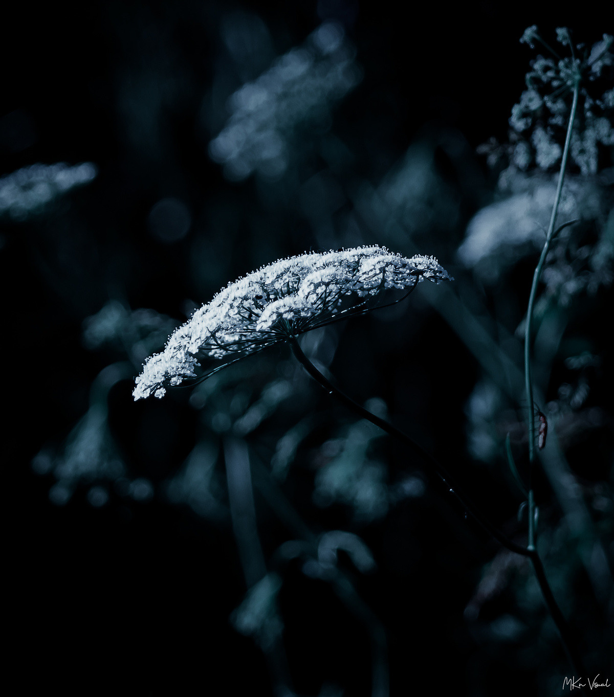 wildlife photography by mkn visual all around the world