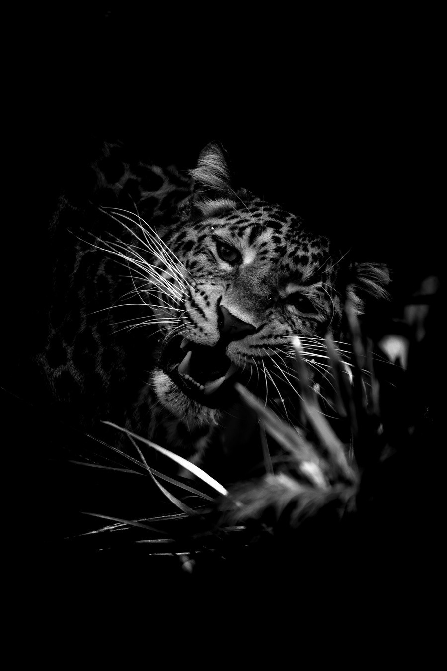 Wildlife photography by mkn visual all around the world 