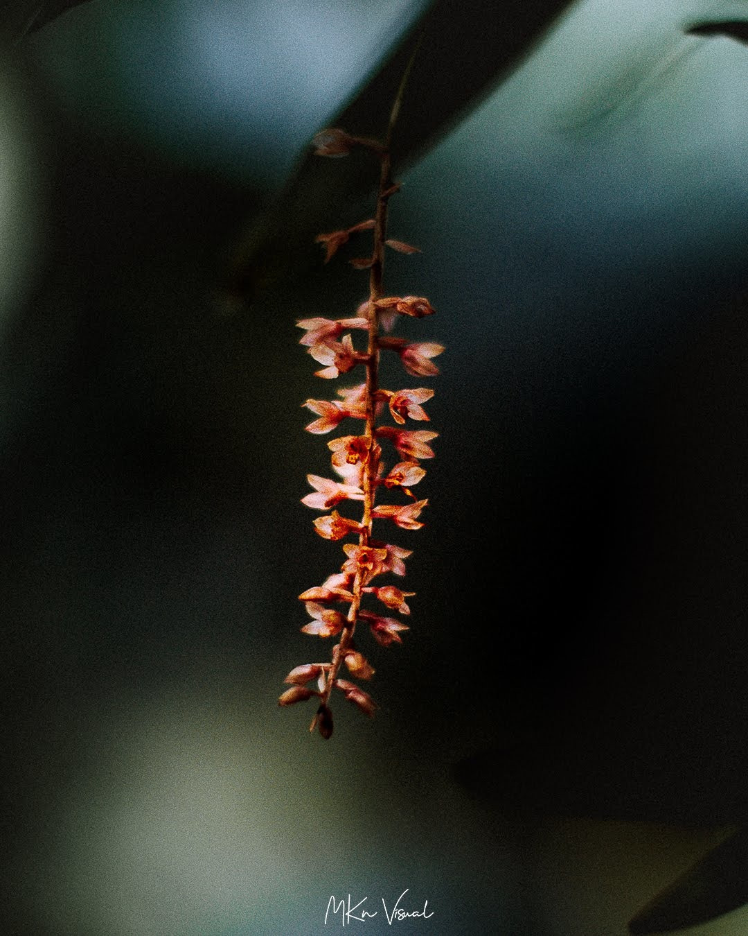 wildlife photography by mkn visual all around the world