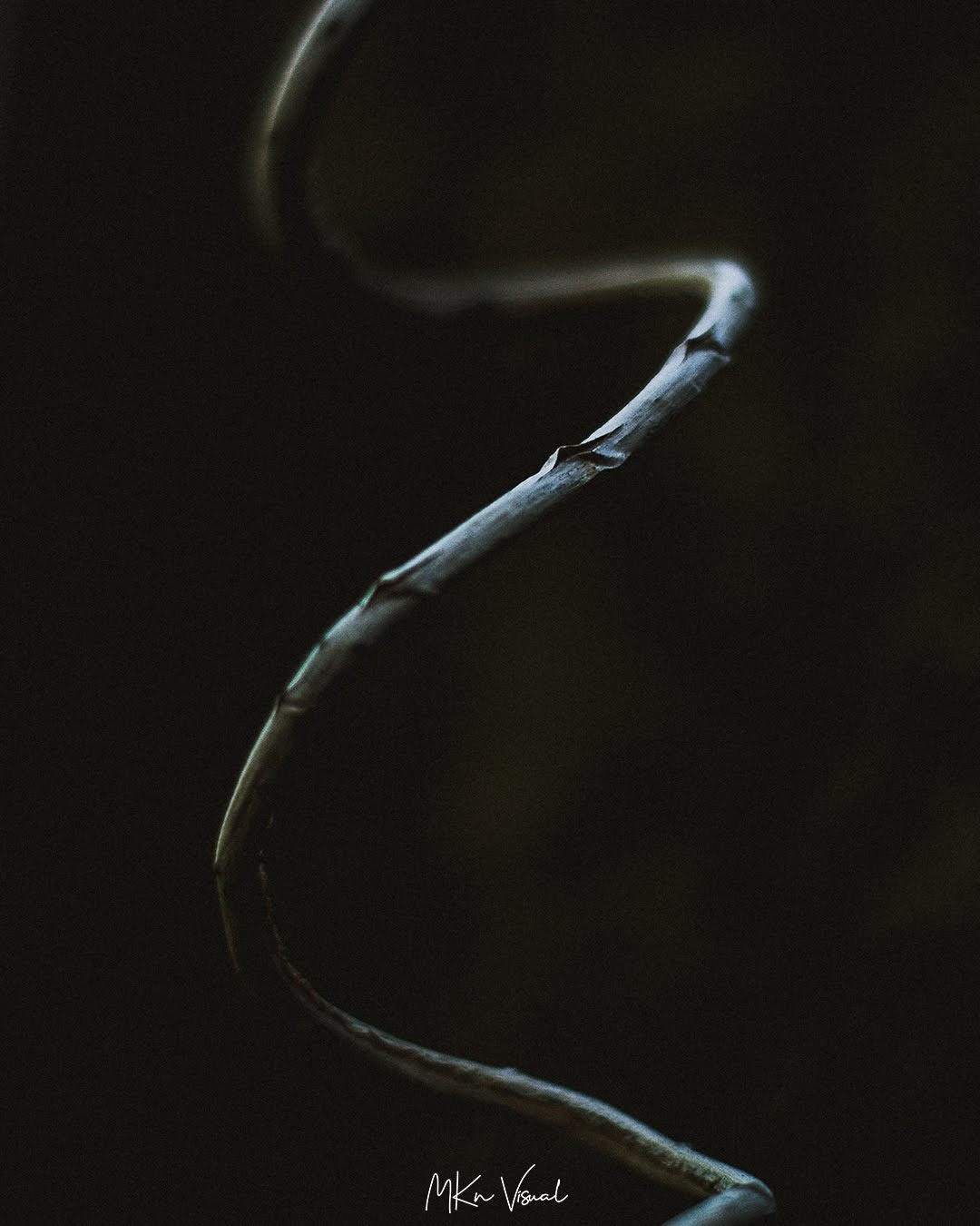 wildlife photography by mkn visual all around the world