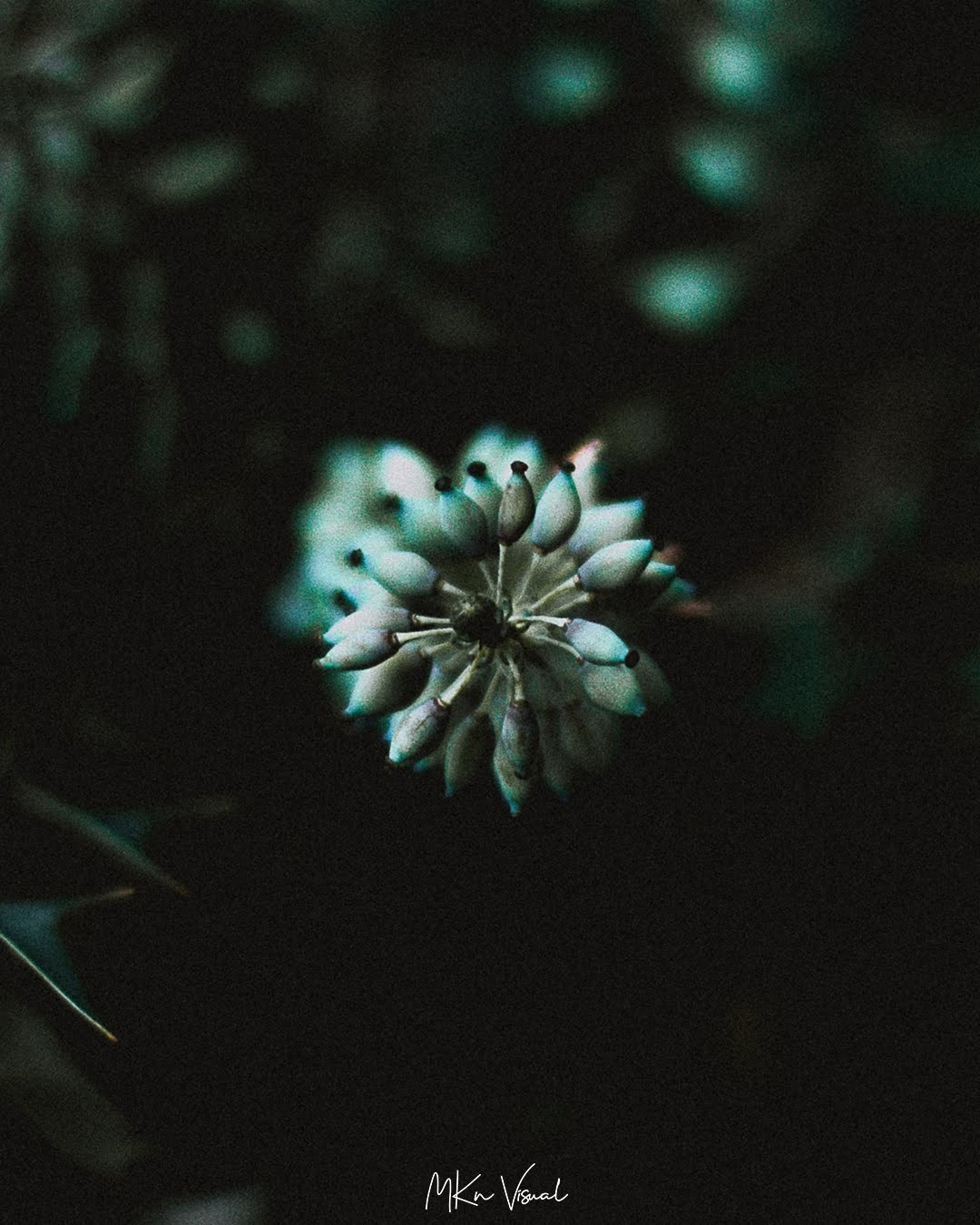 wildlife photography by mkn visual all around the world