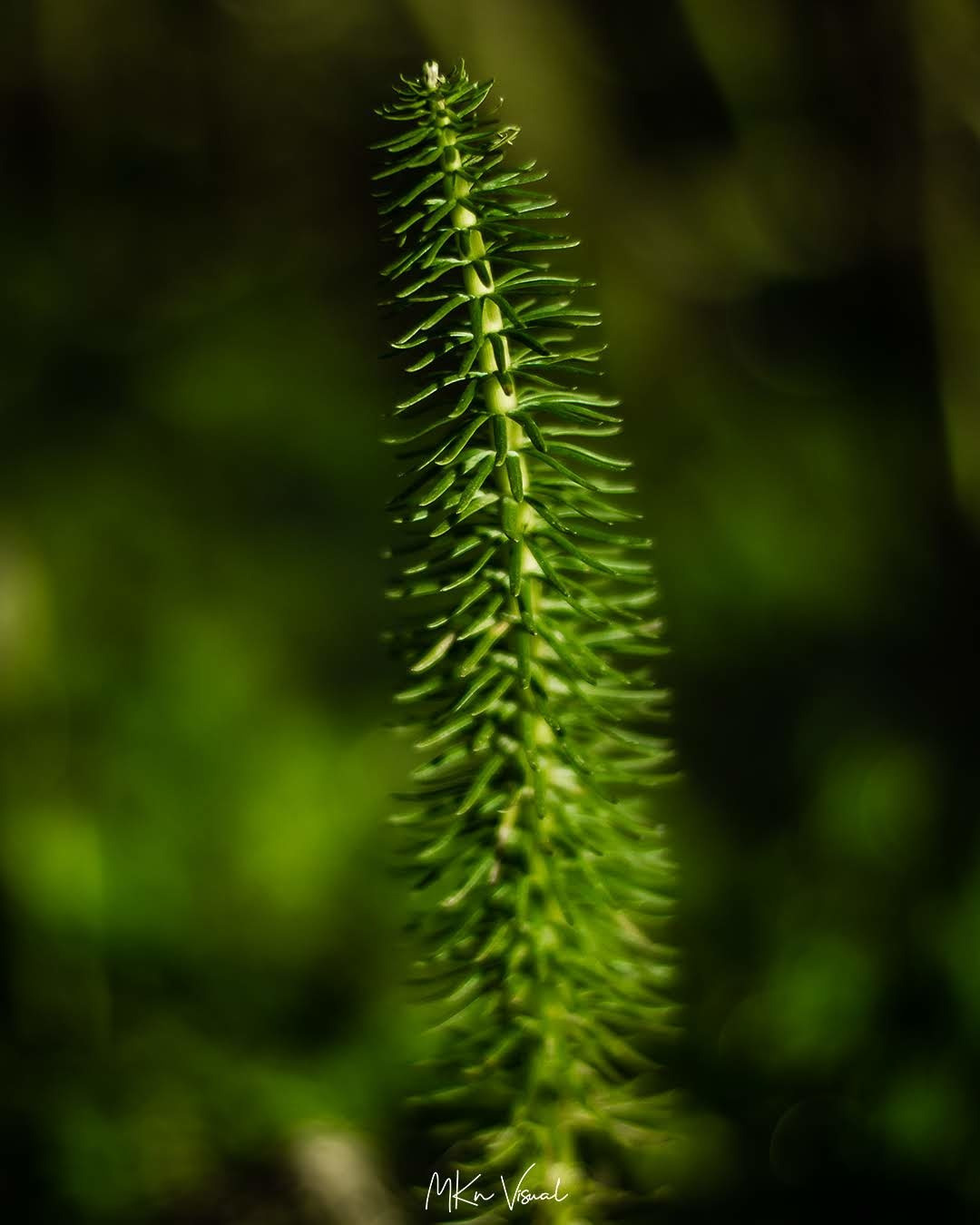 wildlife photography by mkn visual all around the world