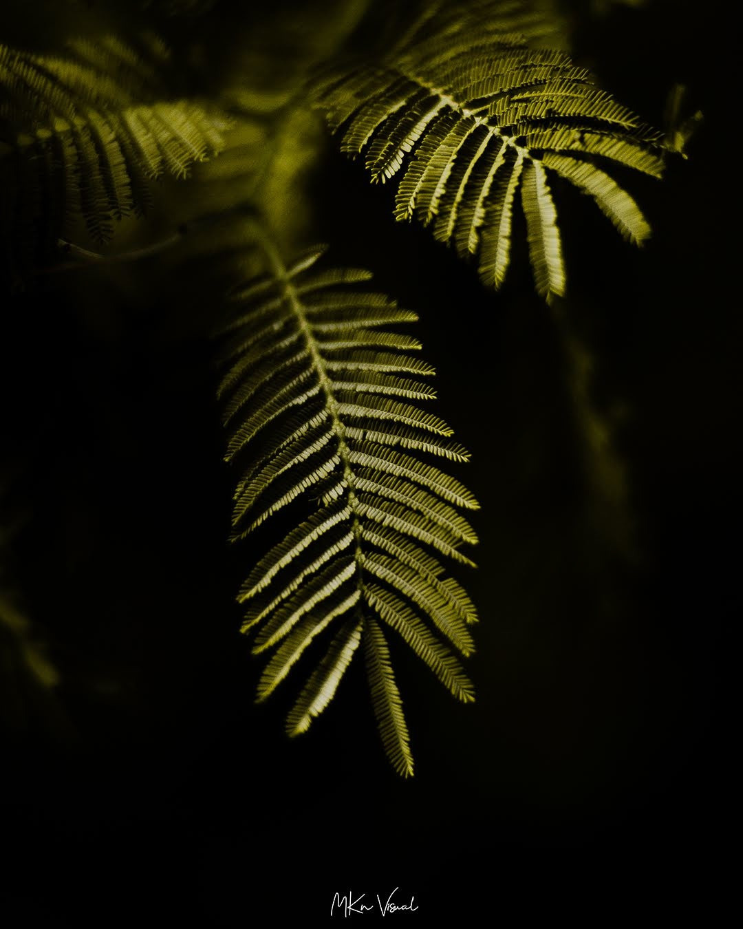 wildlife photography by mkn visual all around the world