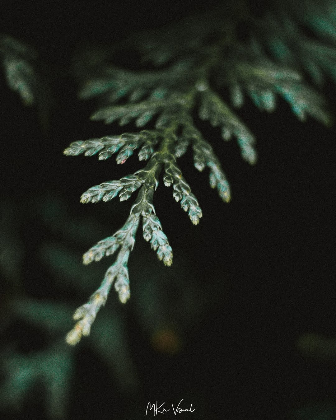 wildlife photography by mkn visual all around the world