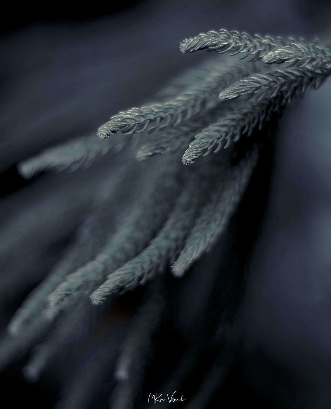 wildlife photography by mkn visual all around the world