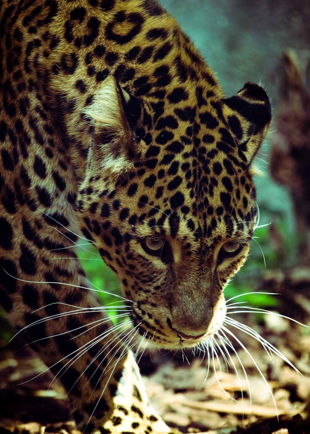 wildlife photography by mkn visual all around the world