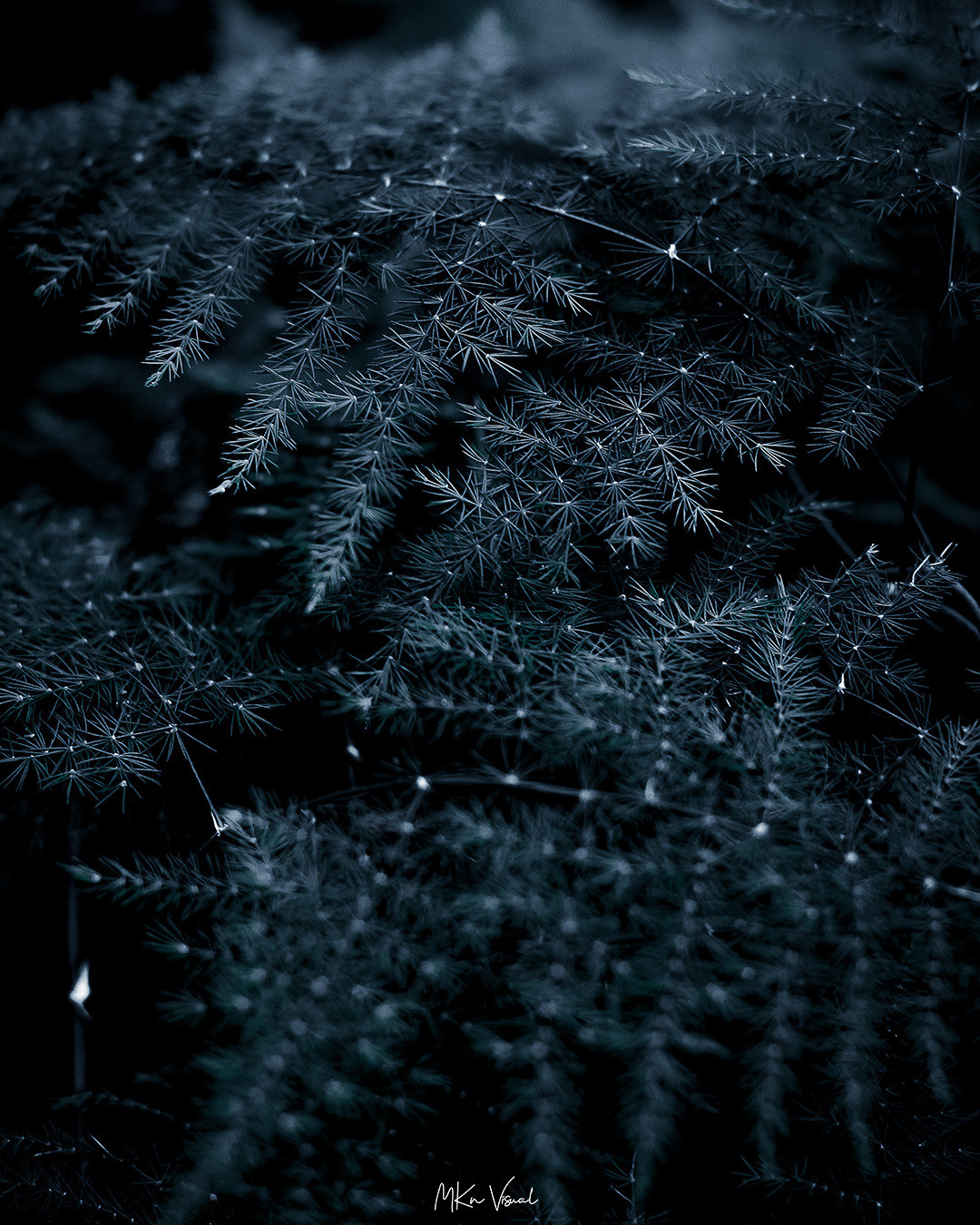 wildlife photography by mkn visual all around the world