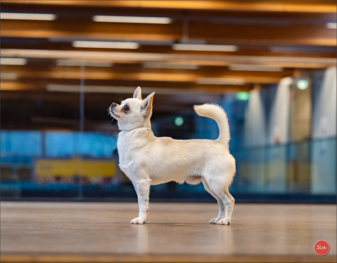 Dog Show WELS   🇦🇹  06-07/12/2025. Photographe à Strasbourg | Portraits, Studio, Enfants, Événements