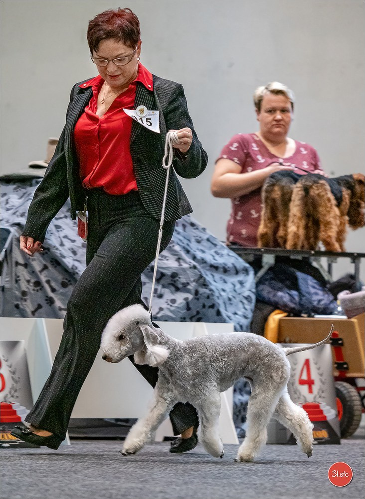 Dog Show Karlsruhe 🇩🇪  29-30/11/2025. Photographe à Strasbourg | Portraits, Studio, Enfants, Événements