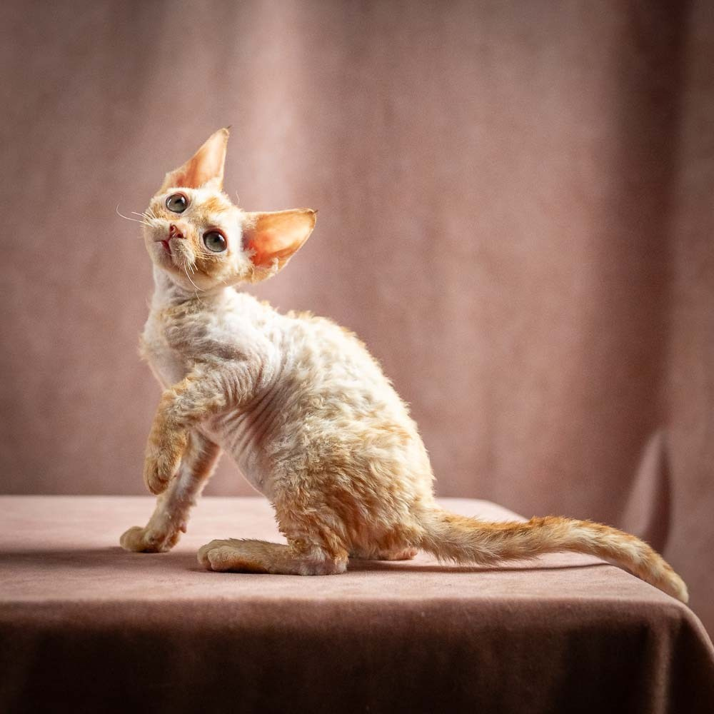 Piper, girl, born 02.11.26. Devon Rex Pixie Cattery