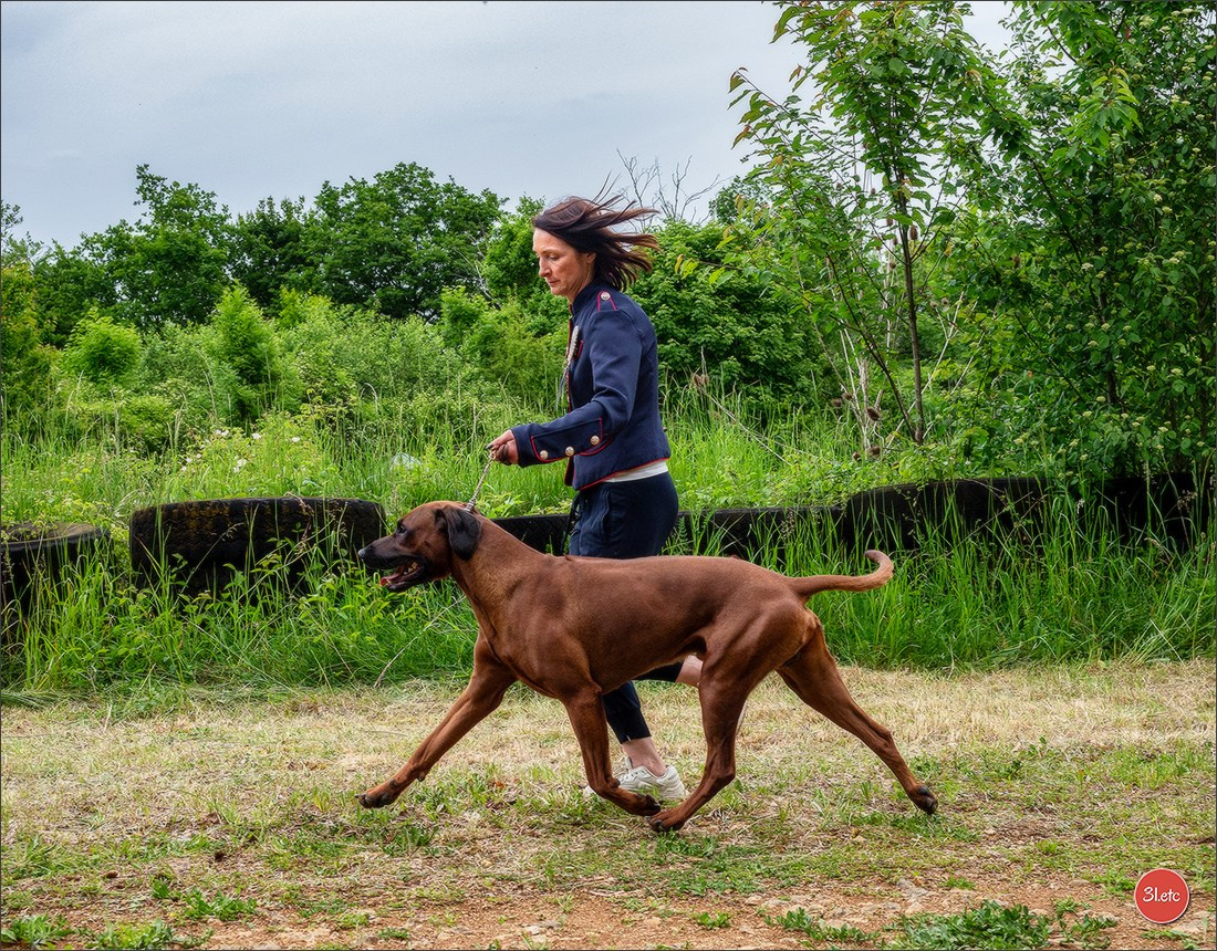 R.E. Rhodesian Ridgeback - Belleau (54) Expo canine Nancy  🇫🇷  24/05/2025. Photographe à Strasbourg | Portraits, Studio, Enfants, Événements