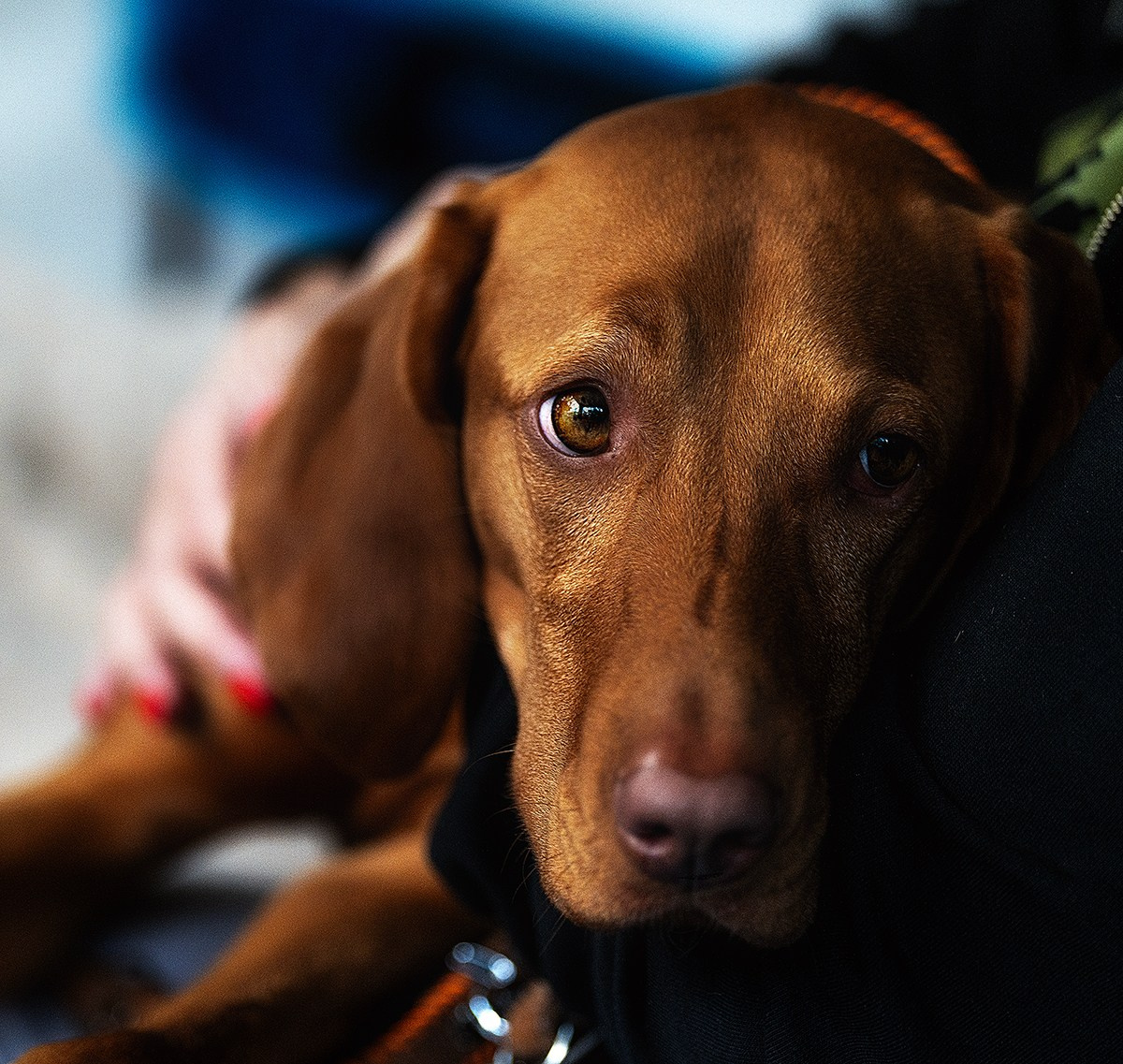 Hunde. LUKIN IGOR Photography