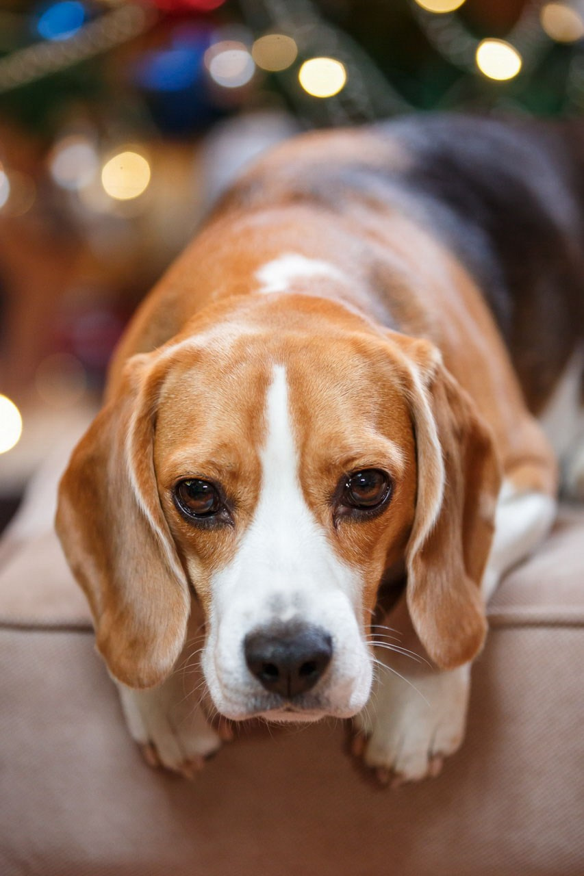 Portret psa beagla pored božićne jelke – idealno za praznične uspomene.