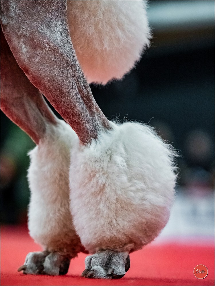 🇫🇷Exposition Canine Internationale de Perpignan. Photographe à Strasbourg | Portraits, Studio, Enfants, Événements