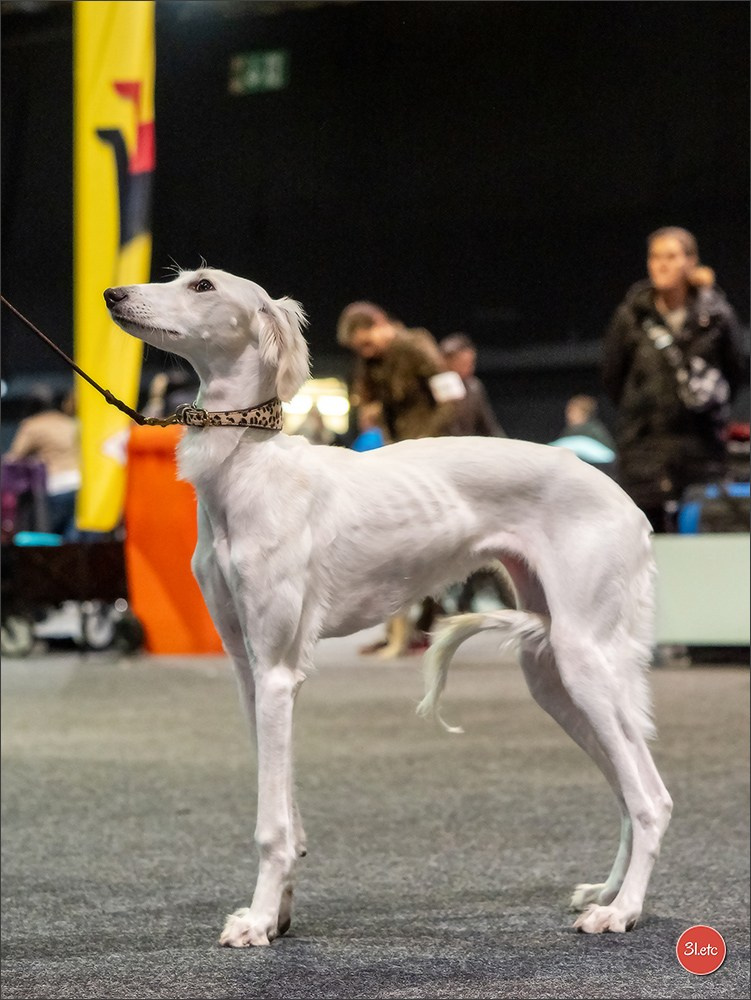 🇩🇪 Offenburg International Dogshow 15-16.03.25 🇩🇪. Photographe à Strasbourg | Portraits, Studio, Enfants, Événements