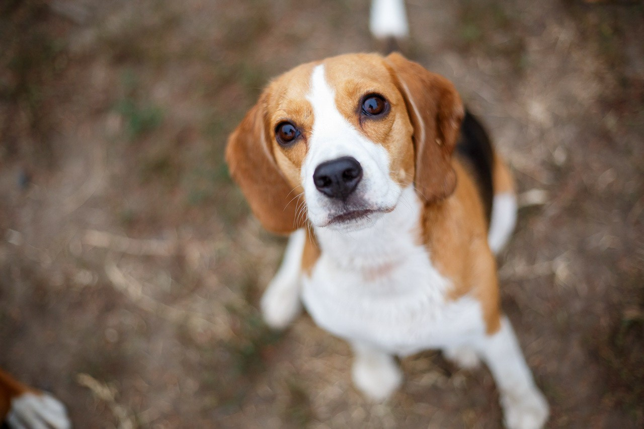 Beagle sa toplim pogledom – portret ljubimca u prirodnom okruženju.