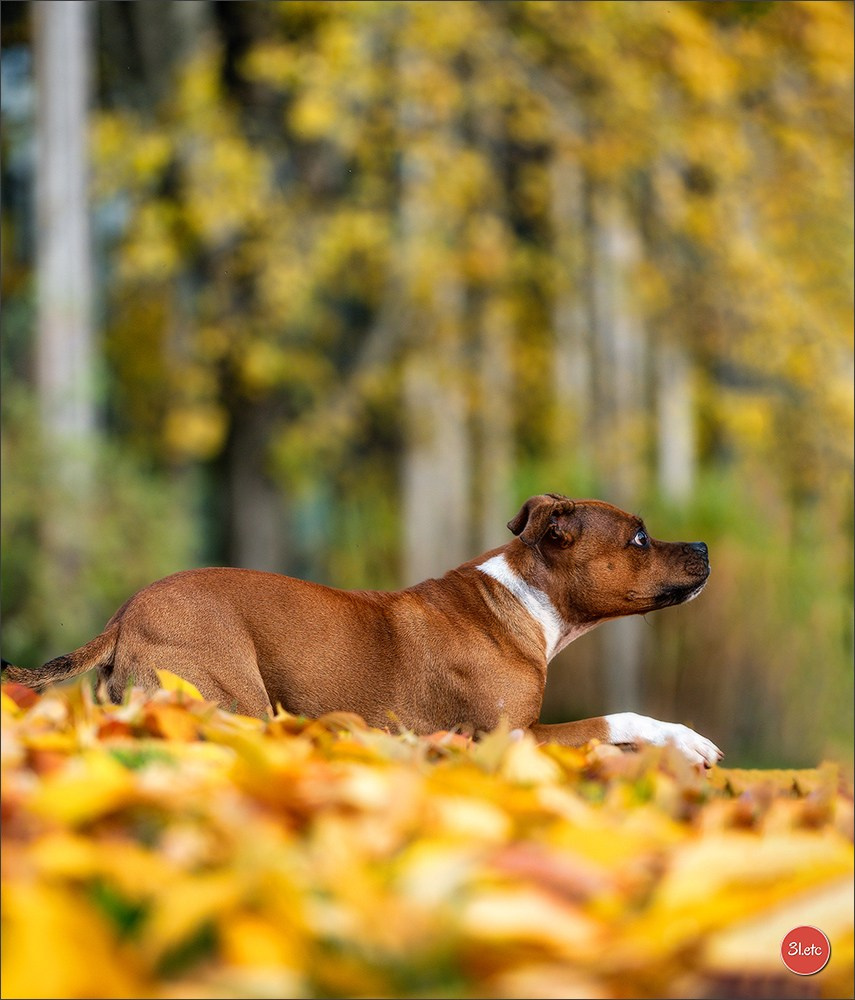 Photographie animalière. Photographe à Strasbourg | Portraits, Studio, Enfants, Événements