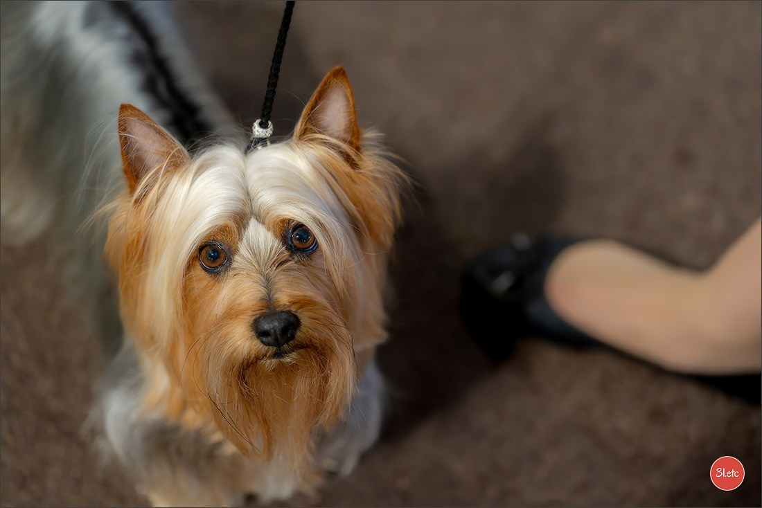 Photographie animalière. Photographe à Strasbourg | Les animaux, Portraits, Studio, Événements