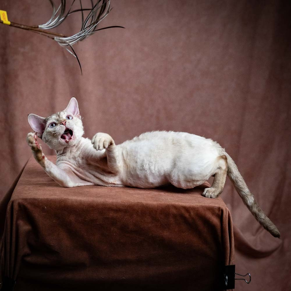 Flynn. Devon Rex Pixie Cattery