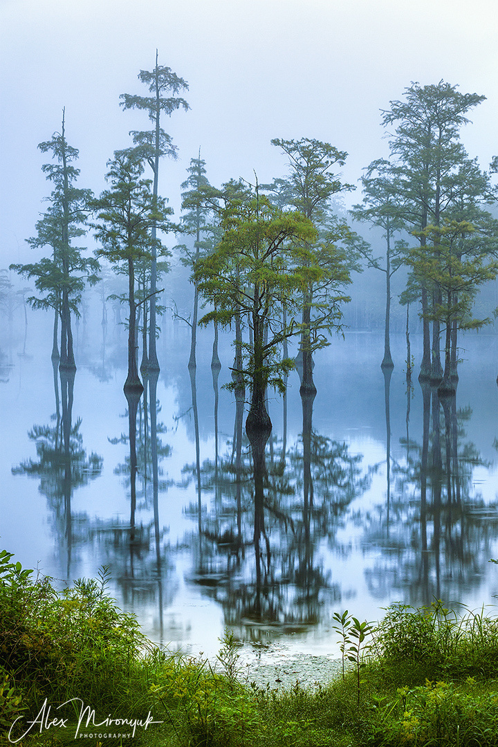 Georgia Cypress Swamps. Pet, Senior, Landscape, portrait studio, photographer in Miami and Sou