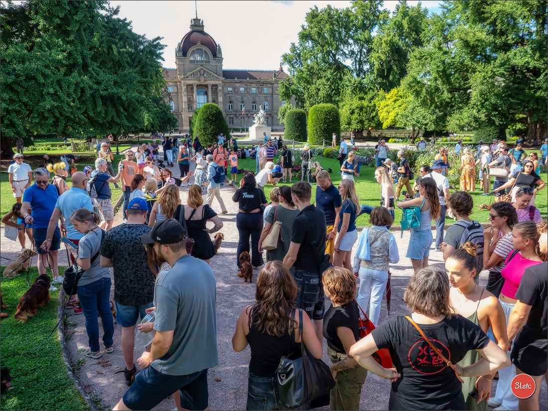 Teckels Parade Strasbourgeoise  Vous pouvez voir le galerie de photos. Photographe à Strasbourg | Portraits, Studio, Enfants, Événements
