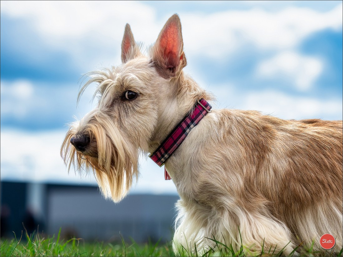 Exposition Canine à  Margny-lès-Compiègne 14-15/09/2024. Photographe à Strasbourg | Portraits, Studio, Enfants, Événements