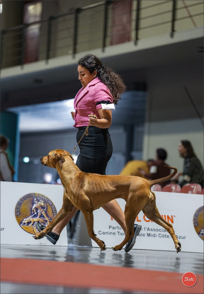 Expo canine 🇫🇷 Martigues 18-19/04/2026