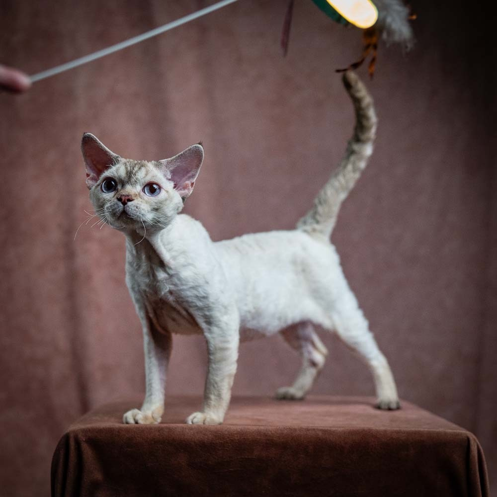 Flynn. Devon Rex Pixie Cattery