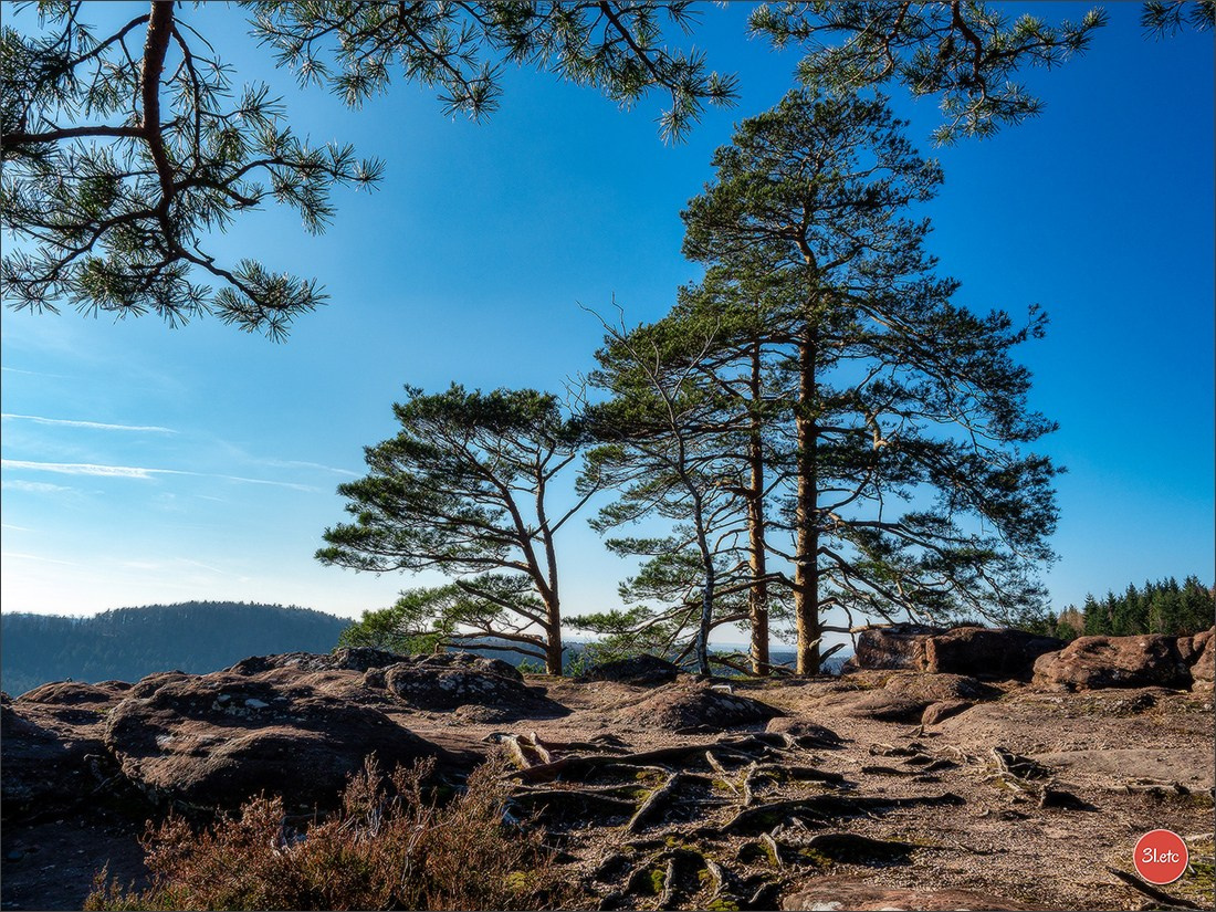 Une forêt, un rocher et un cimetière gallo-romain. Photographe à Strasbourg | Portraits, Studio, Enfants, Événements